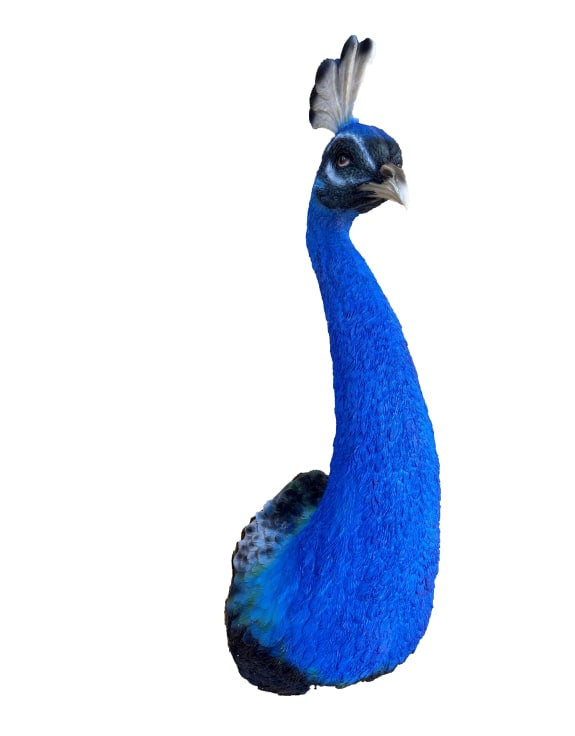 Peacock Head Wall Figure - Back In Stock