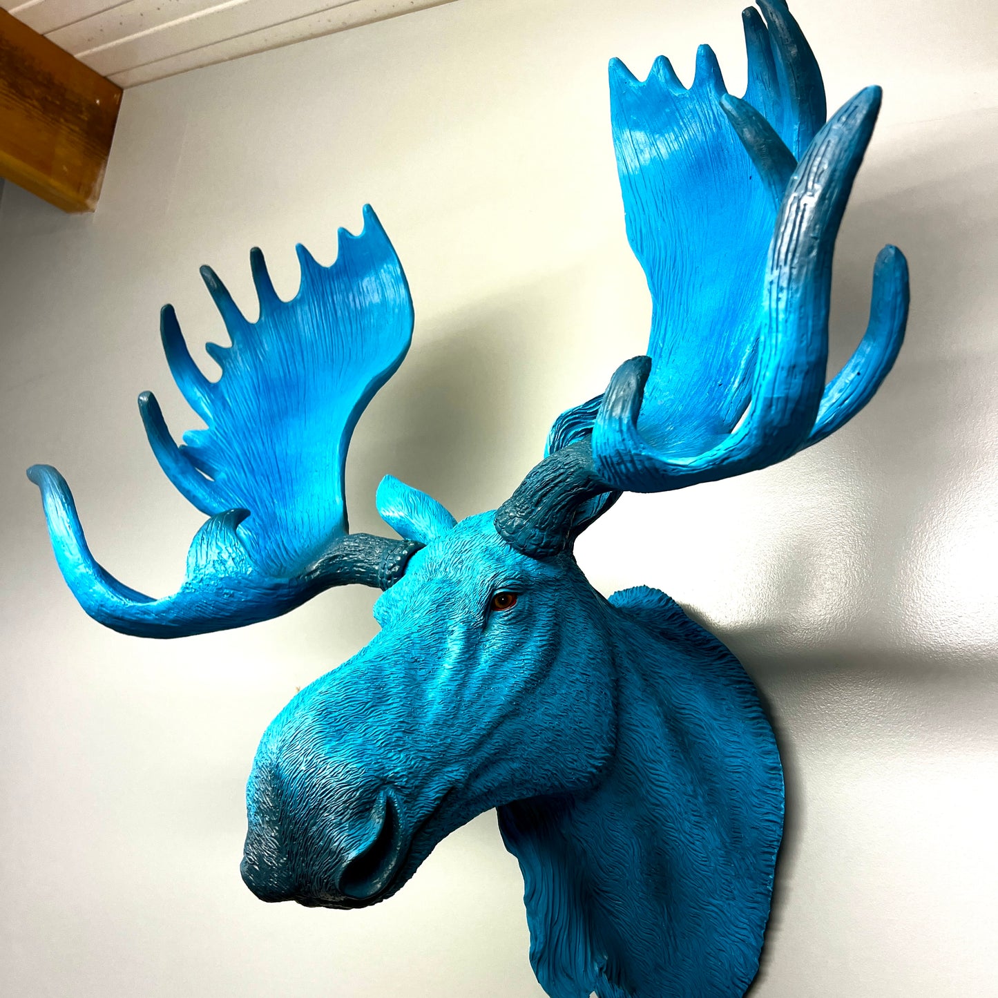Electric Blue Moose Wall Head