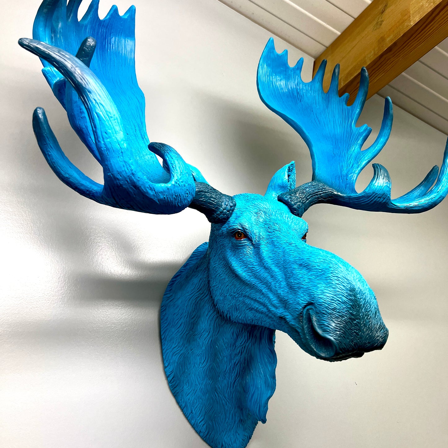 Electric Blue Moose Wall Head