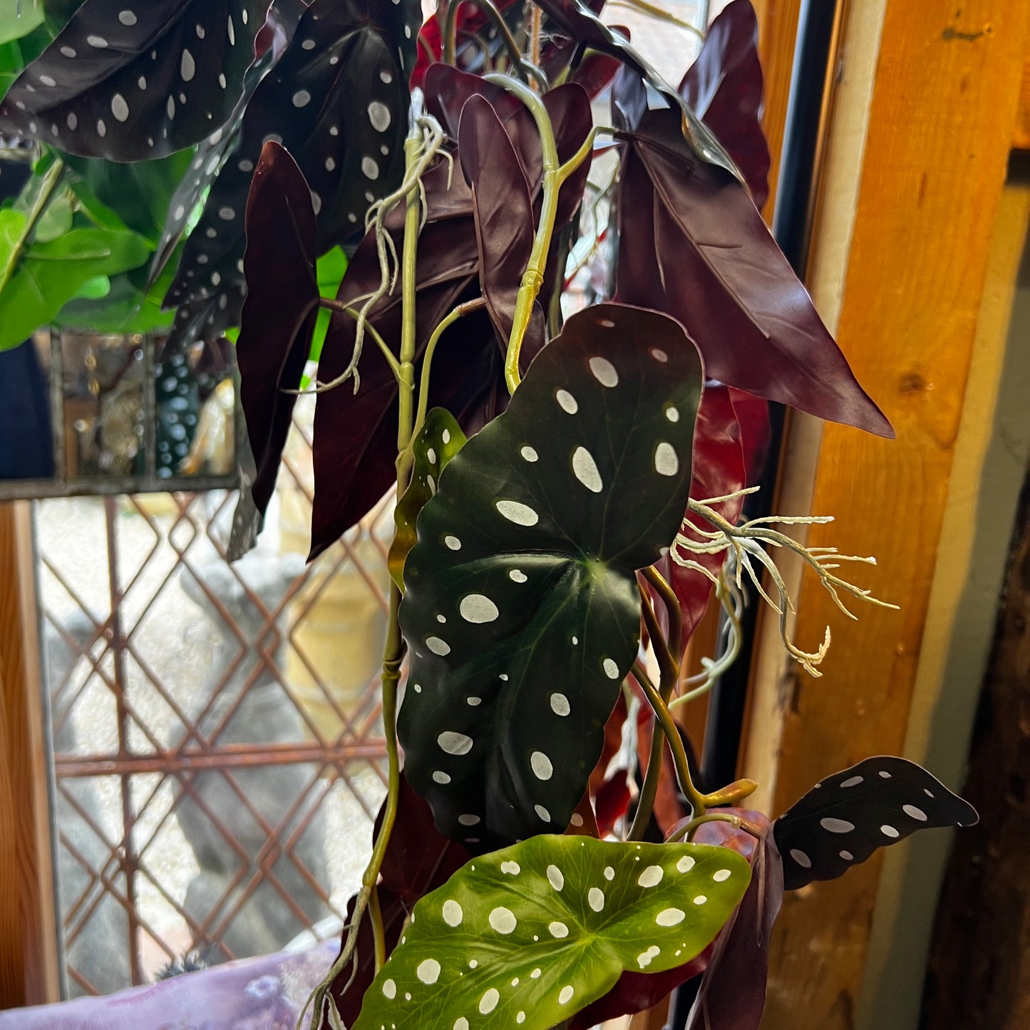 Ornamental Hanging Alocasia Vine in Black Pot