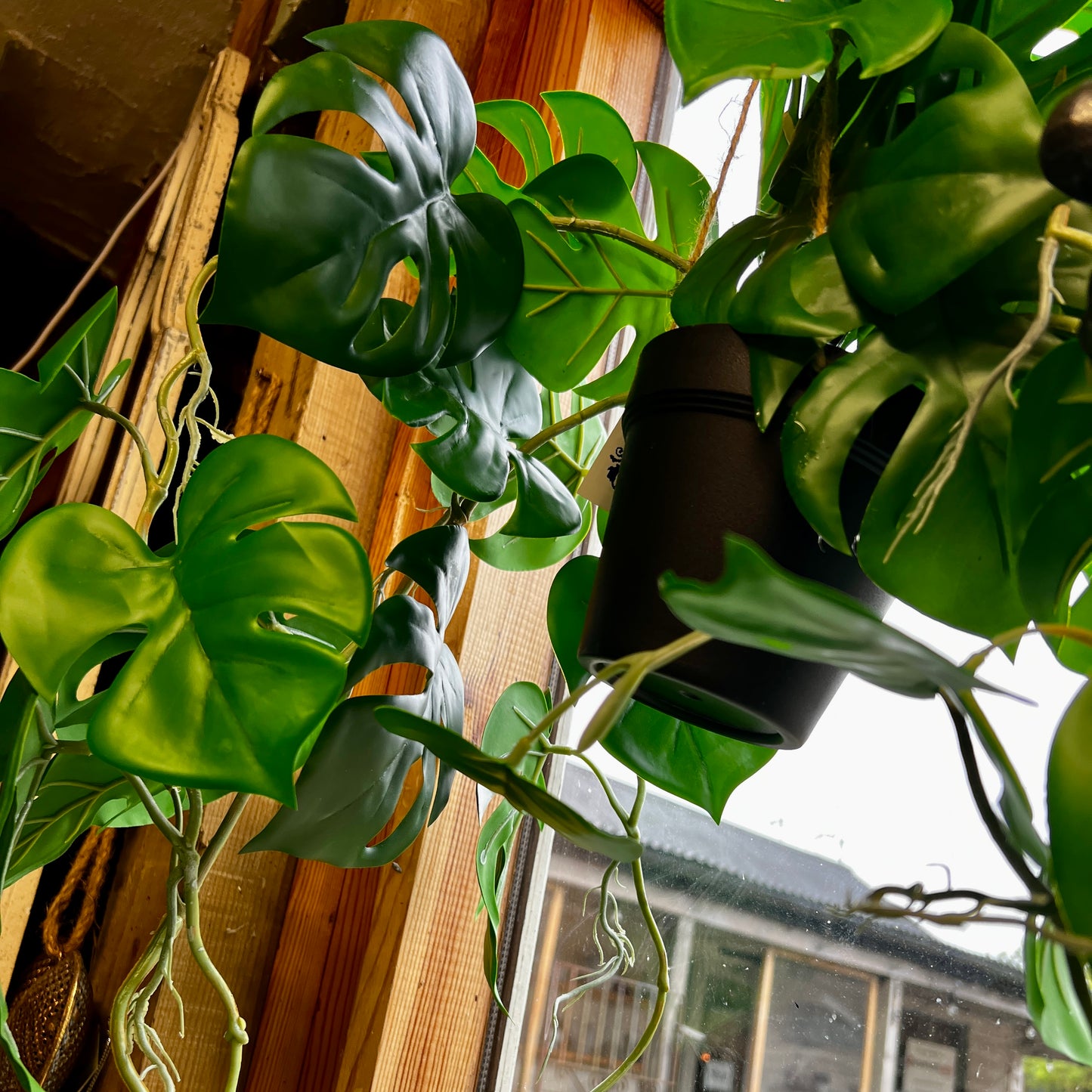 Ornamental Hanging Monstera Vine in Black Pot