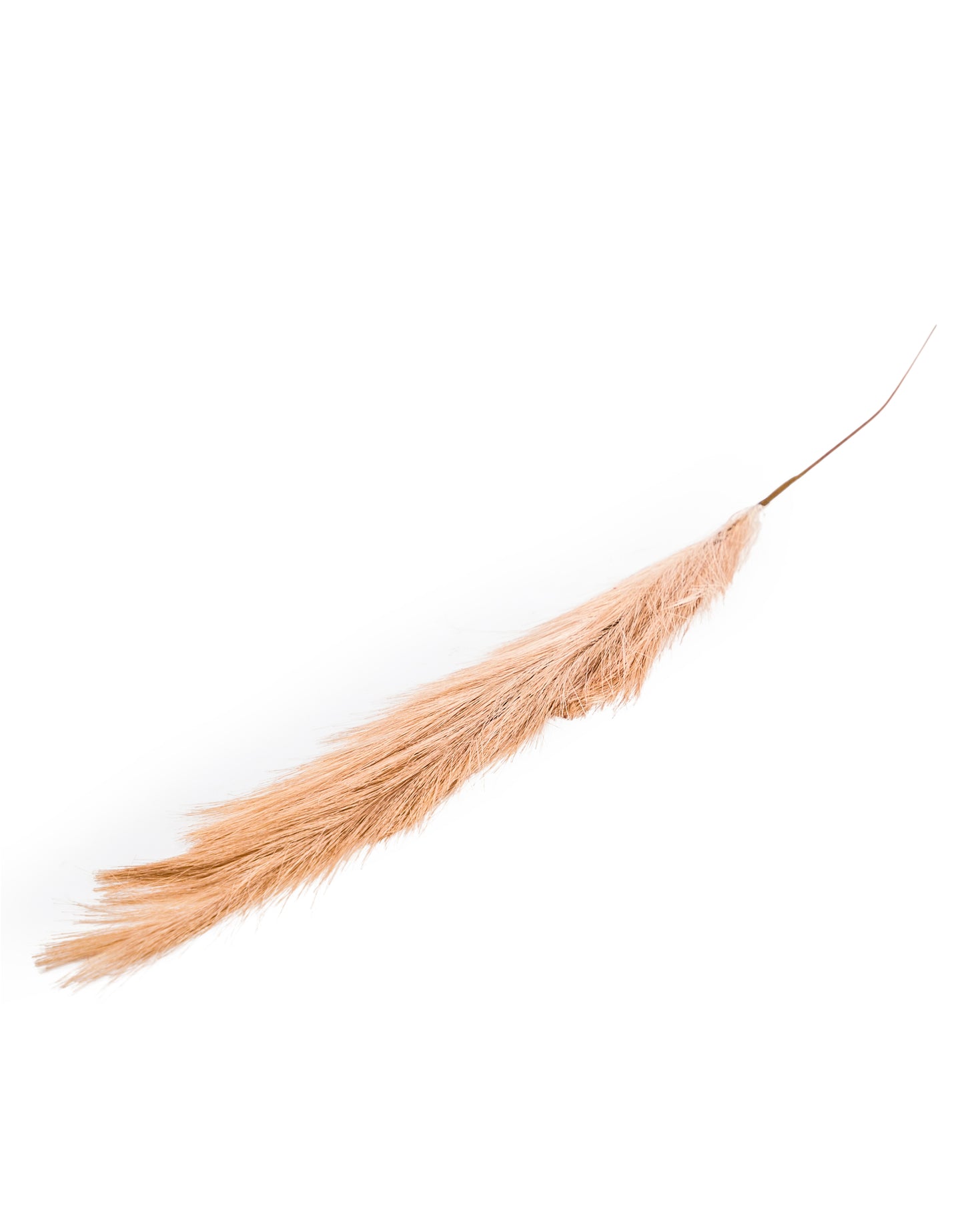 Single Brown Reed Stem