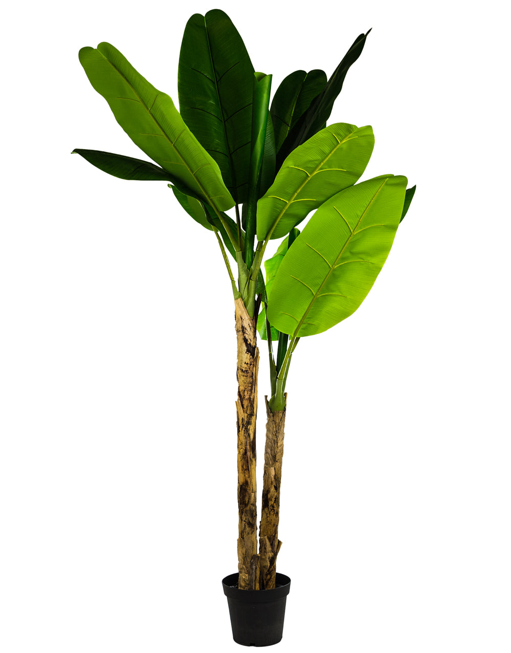Large Ornamental Banana Tree in Black Pot
