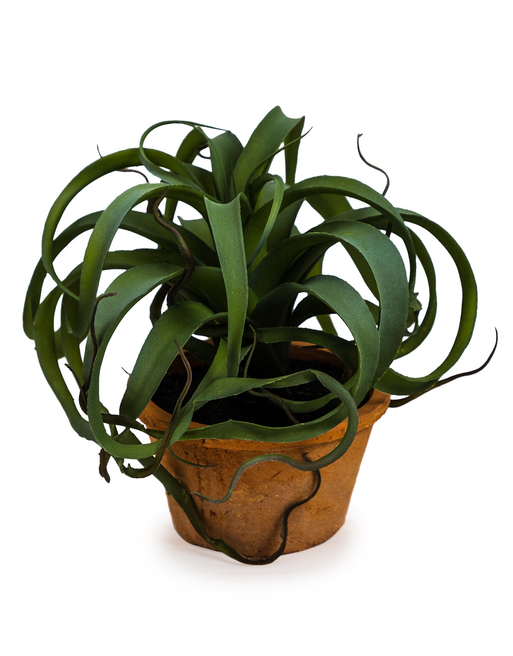 Large Ornamental Succulent in Terracotta Pot