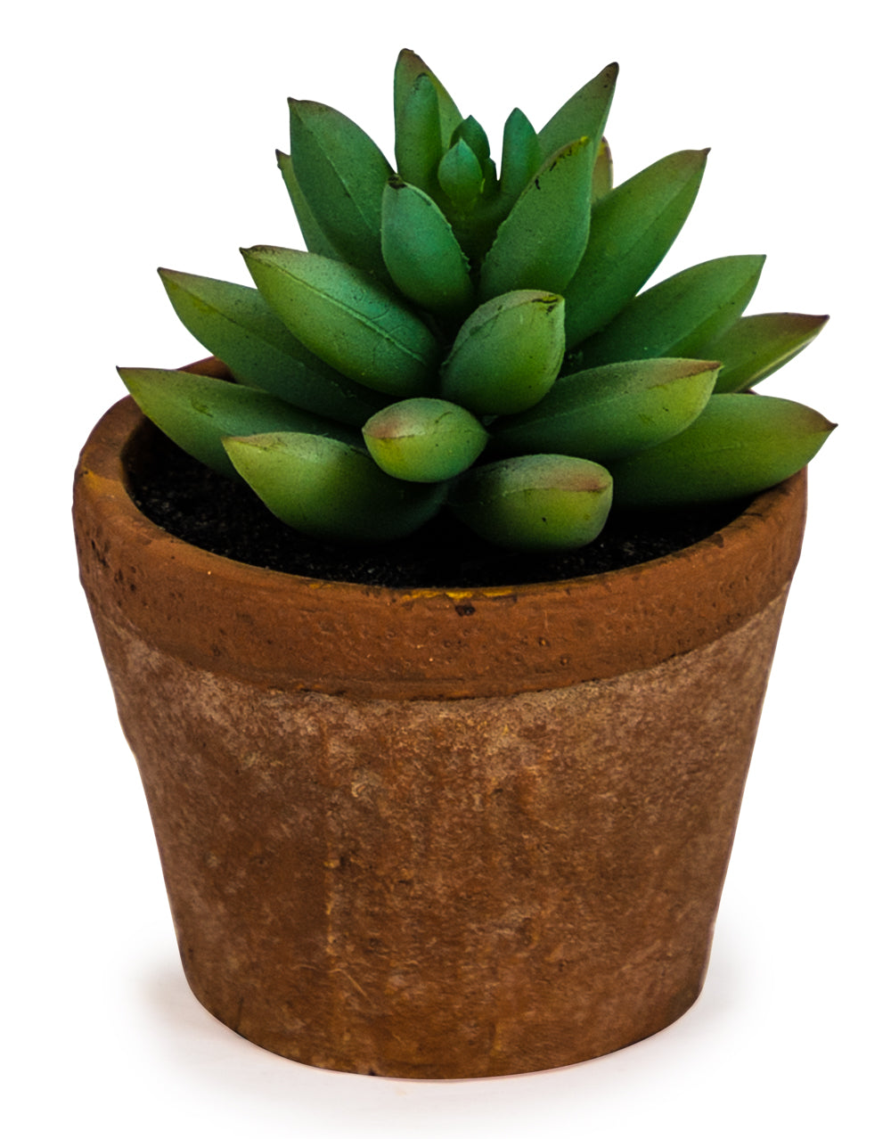 Ornamental Succulent in Terracotta Pot