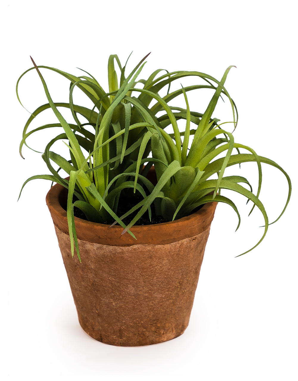 Ornamental Succulent in Terracotta Pot