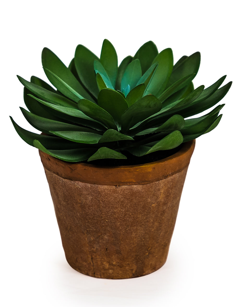 Ornamental Succulent in Terracotta Pot