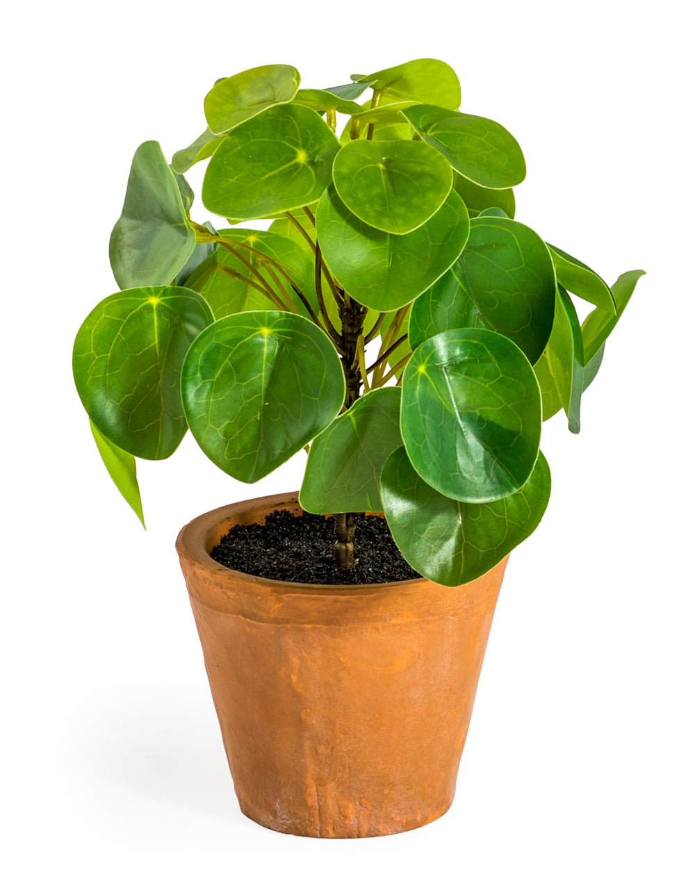 Ornamental Pilea/Money Plant in Terracotta Pot