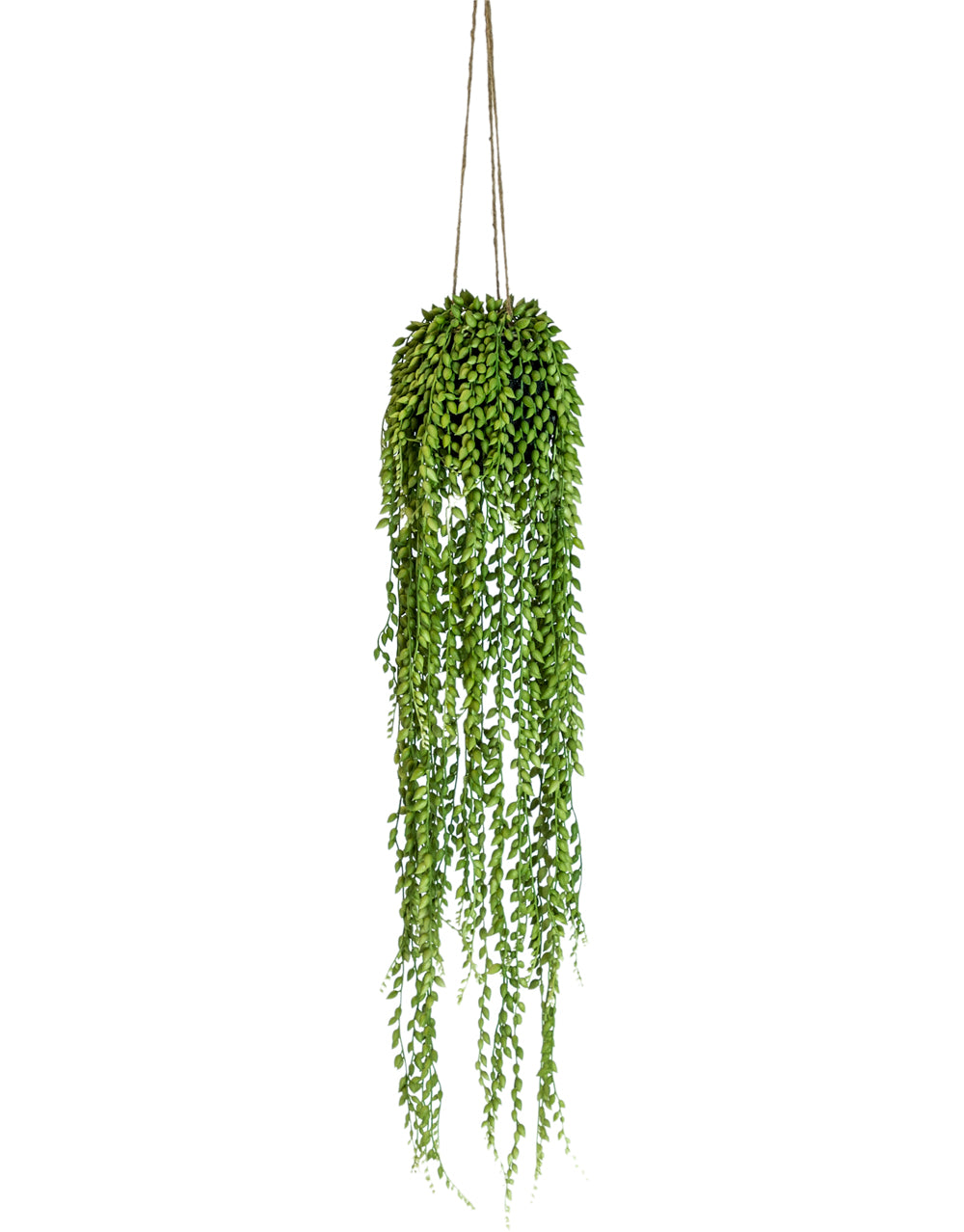 Ornamental Hanging String of Pearls Vine Arrangement