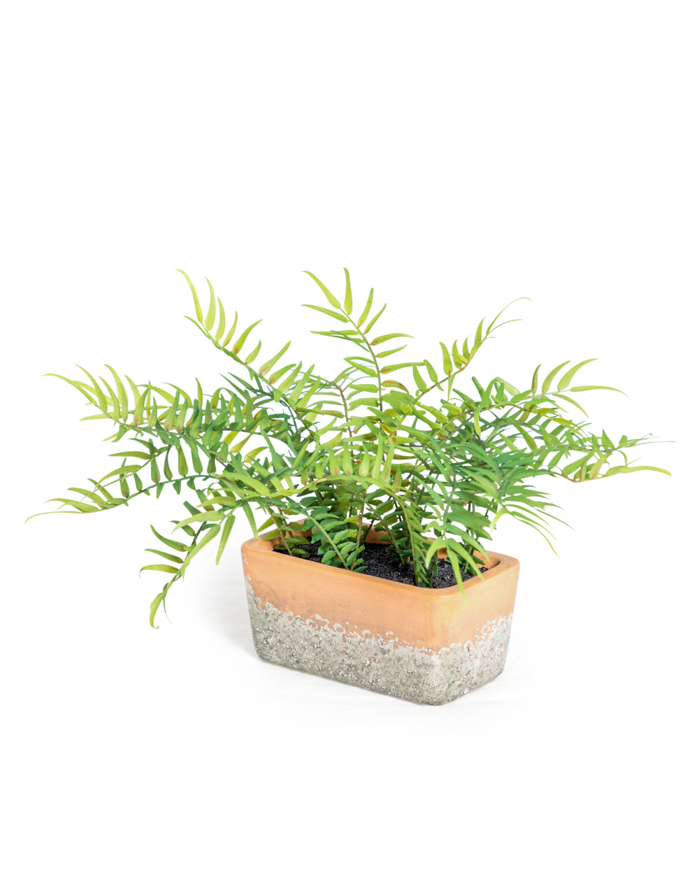 Ornamental Potted Fern Plant in pot