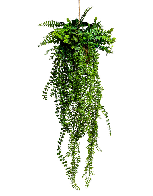 Ornamental Hanging Fern Airplant Vine Arrangement
