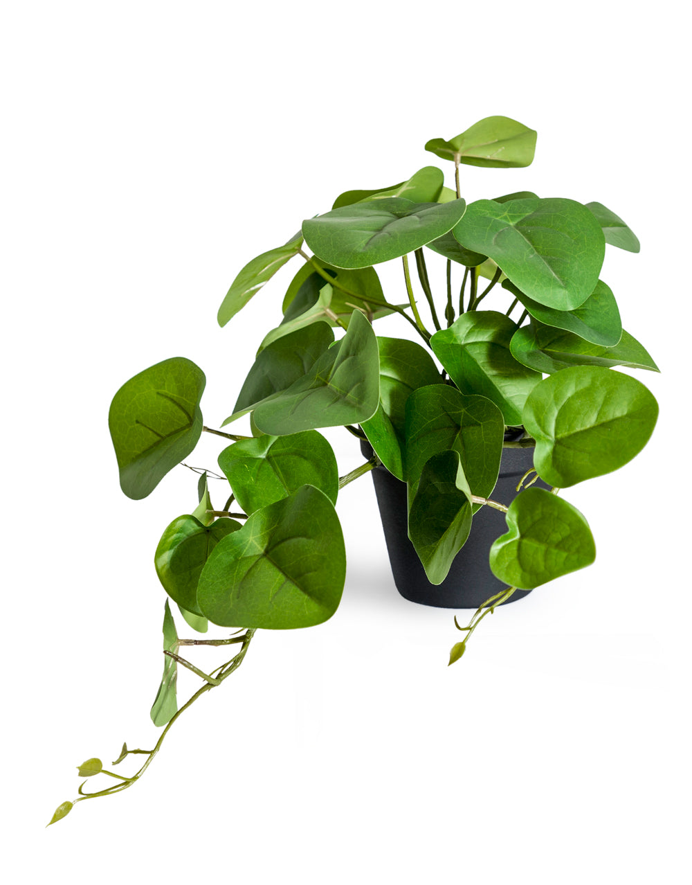 Ornamental Pilea/Money Plant in Black Pot