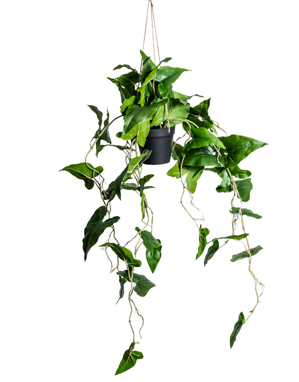 Ornamental Hanging Araceae Vine in Black Pot