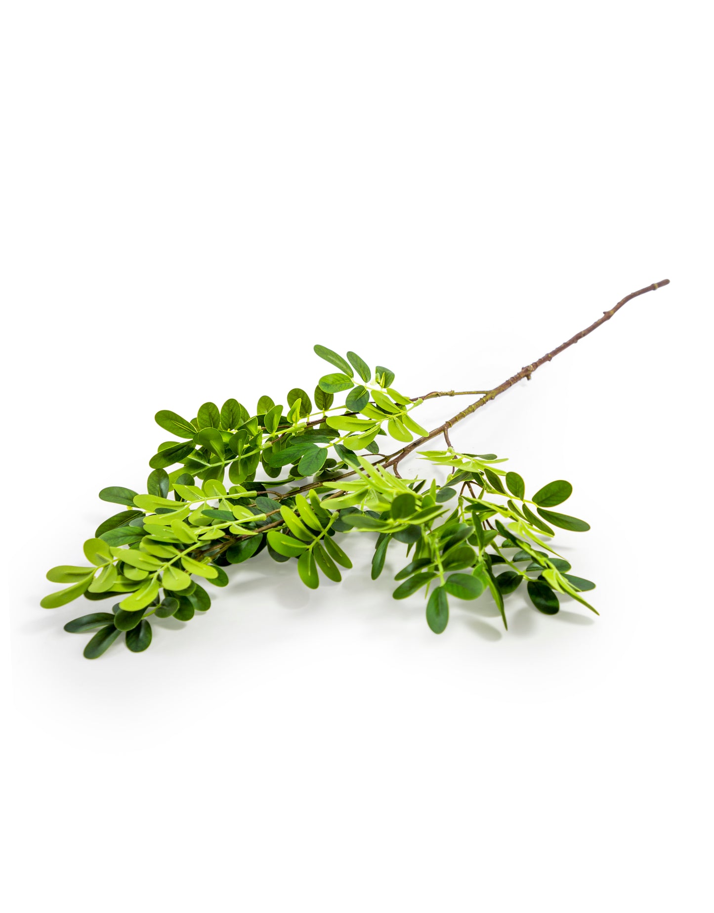 Ornamental Sophorae Stem