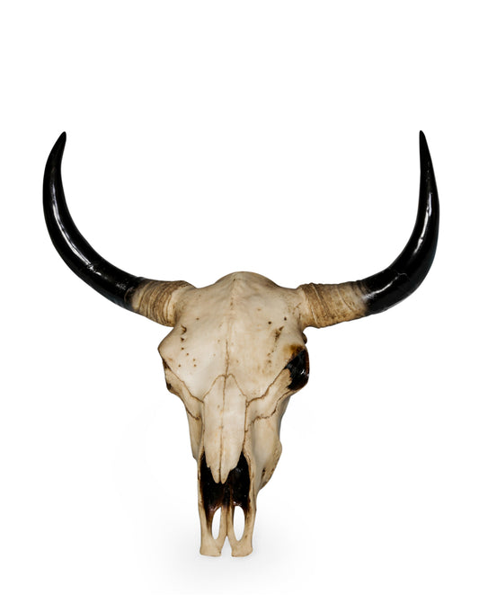 Extra Large Bison Skull Wall Head - due mid December