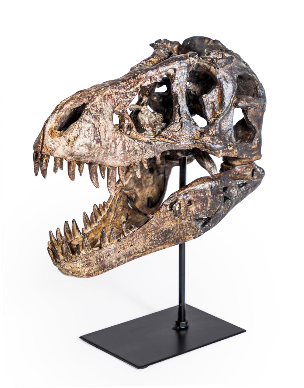 T-Rex Dinosaur Skull with purchases stand