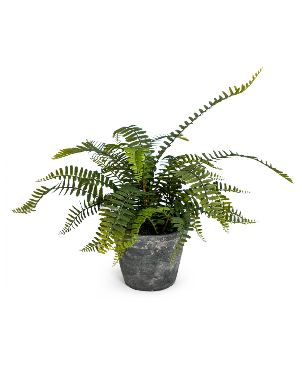 Ornamental Potted Fern Plant in Concrete Pot