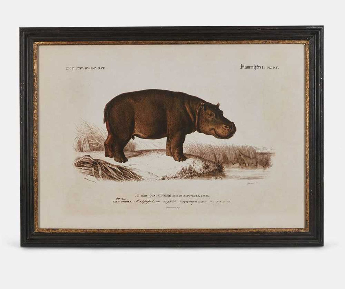 Vintage Hippo Print w/ Black & Gold Frame