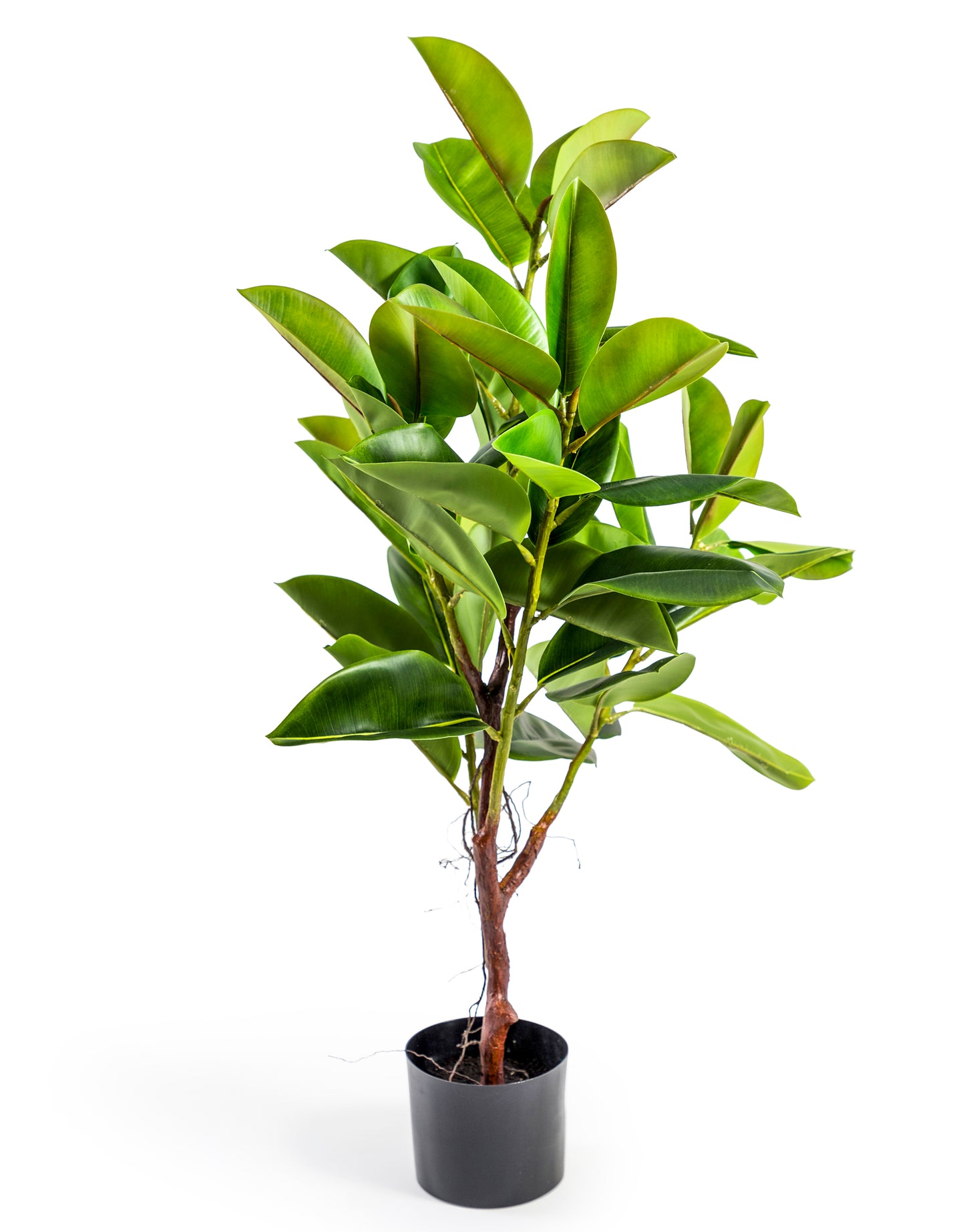 Large Potted Rubber Plant