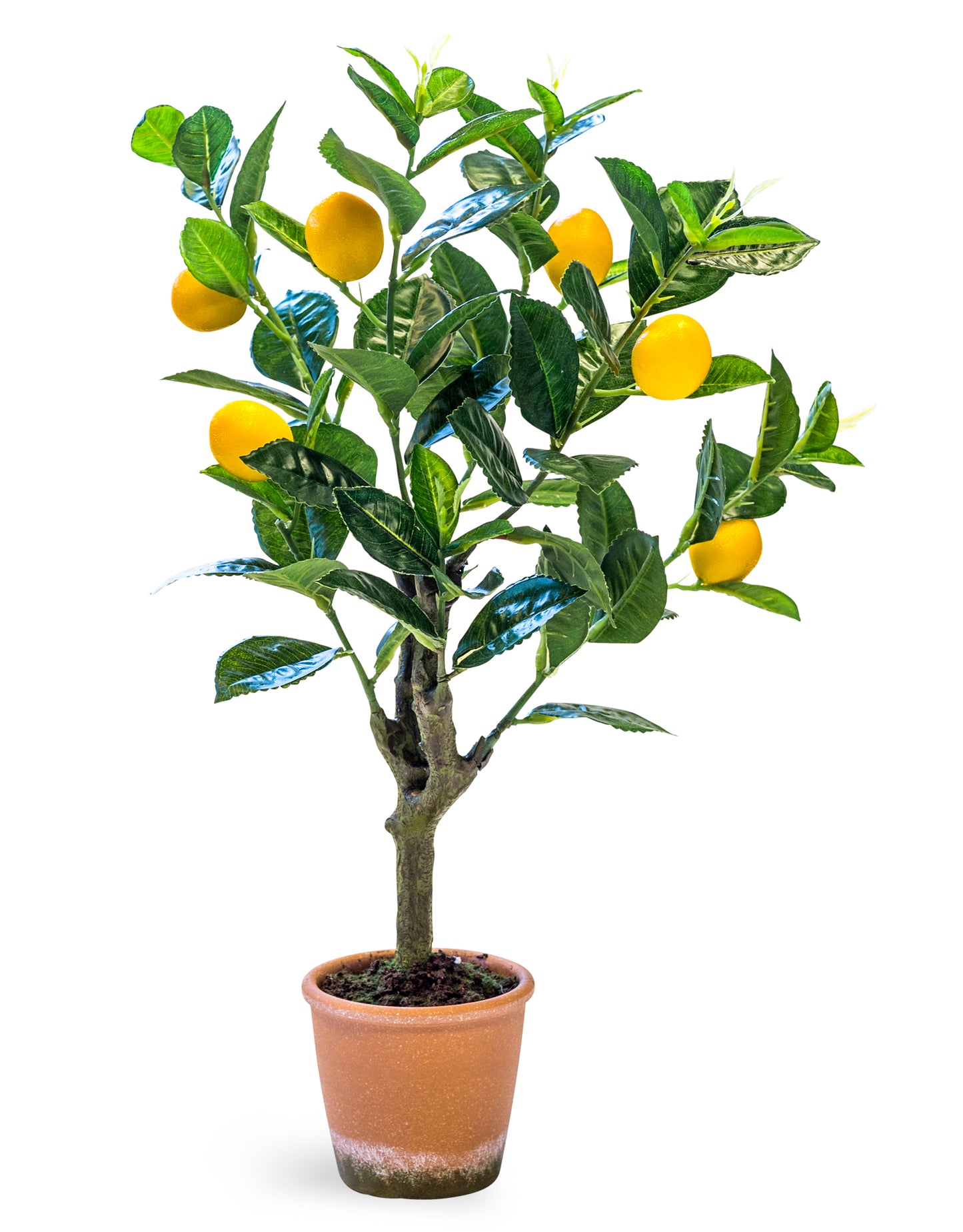 Ornamental Potted Lemon Tree