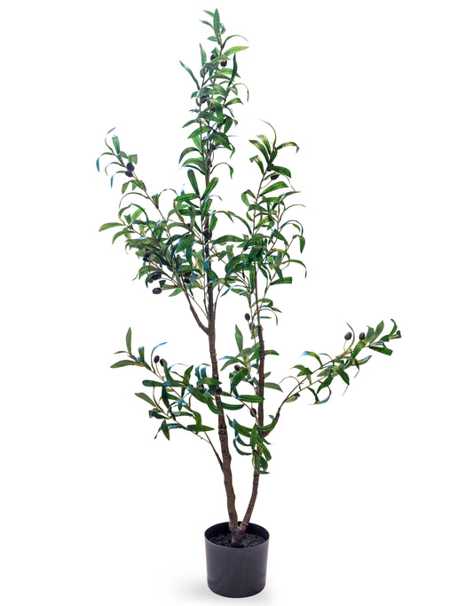 Large Ornamental Potted Olive Tree