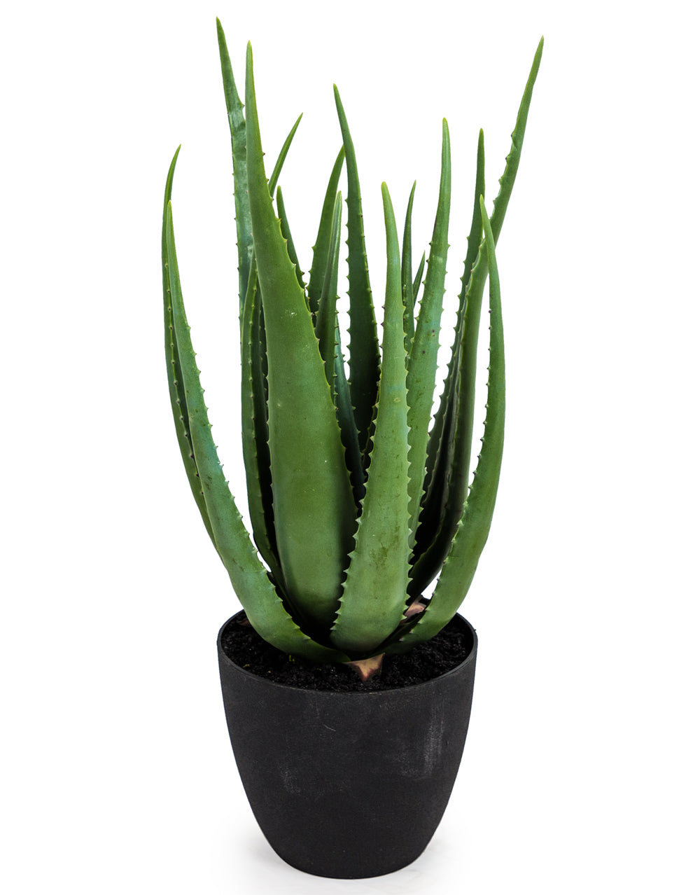 Ornamental Aloe Plant in Black Pot