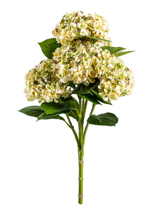 Ornamental Green Hydrangea 5 Flower Stem
