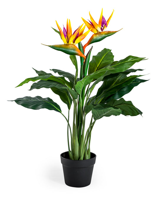 Ornamental Potted Bird of Paradise Plant