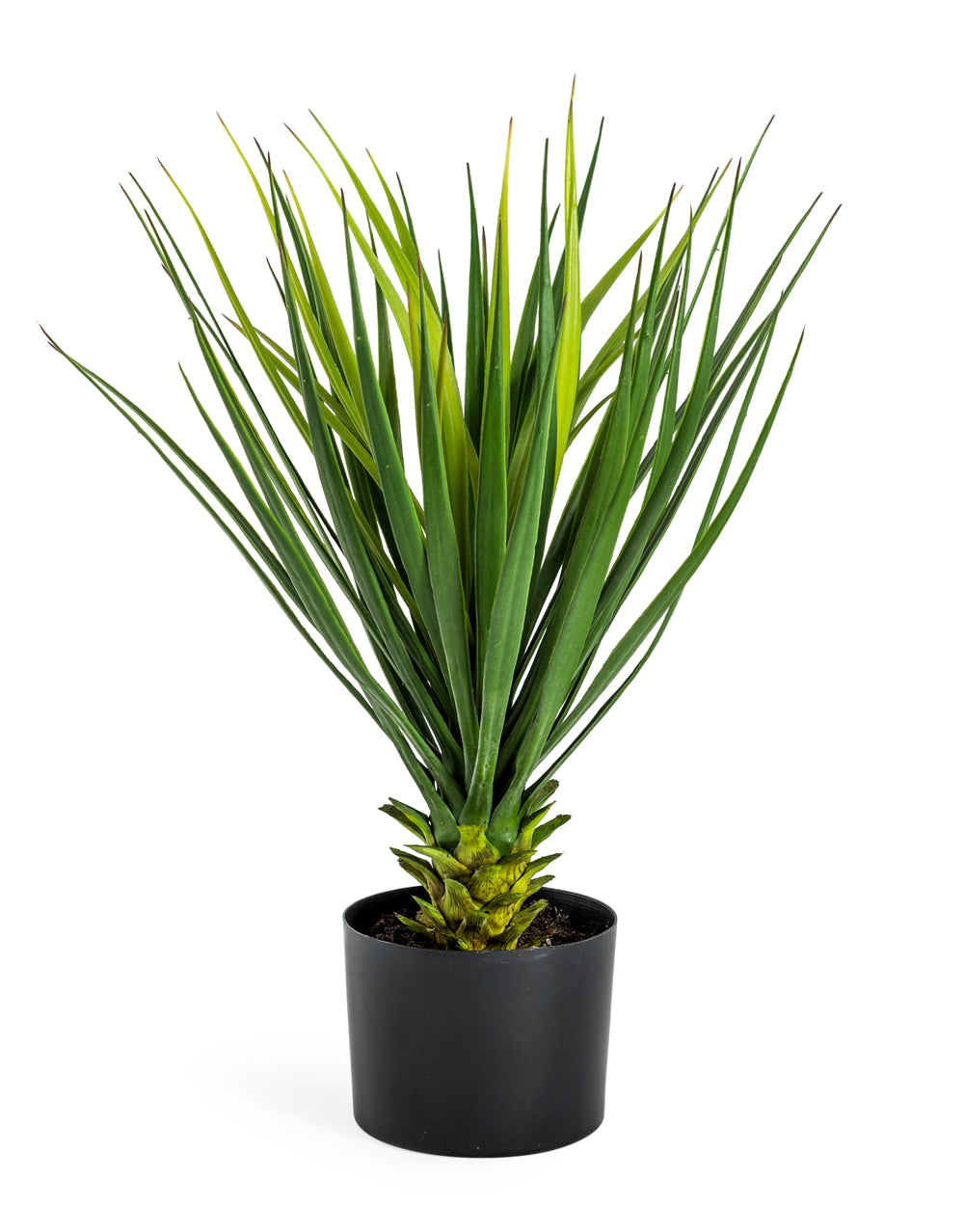 Ornamental Potted Yucca Plant