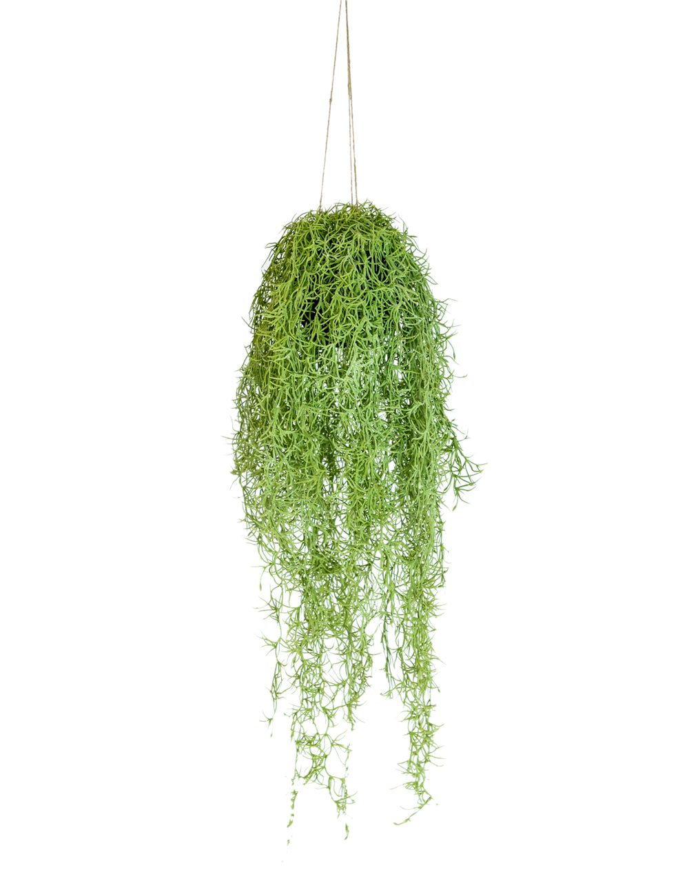 Ornamental Hanging Airplant Vine Arrangement