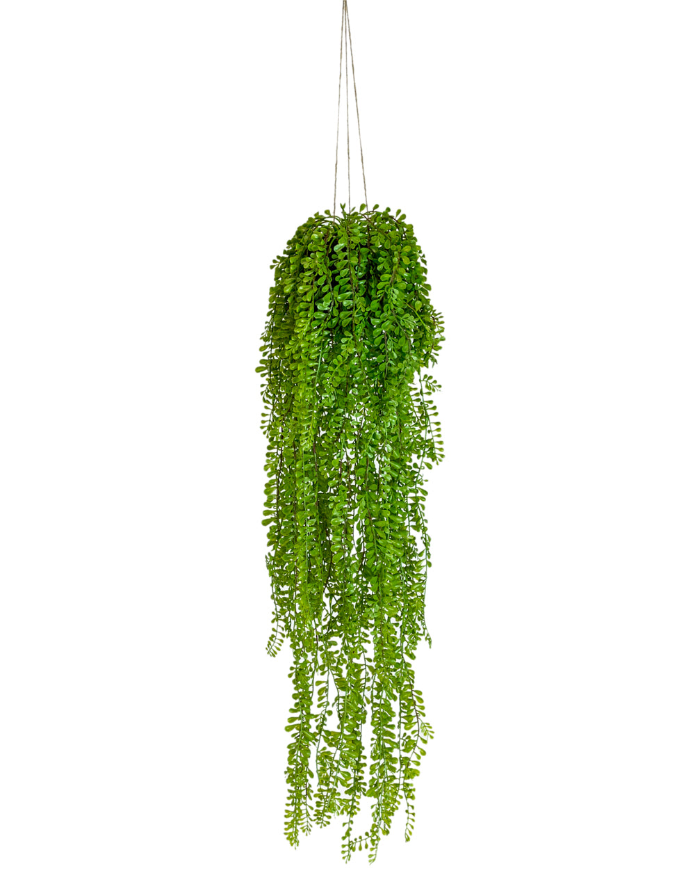 Ornamental Hanging Airplant Vine Arrangement