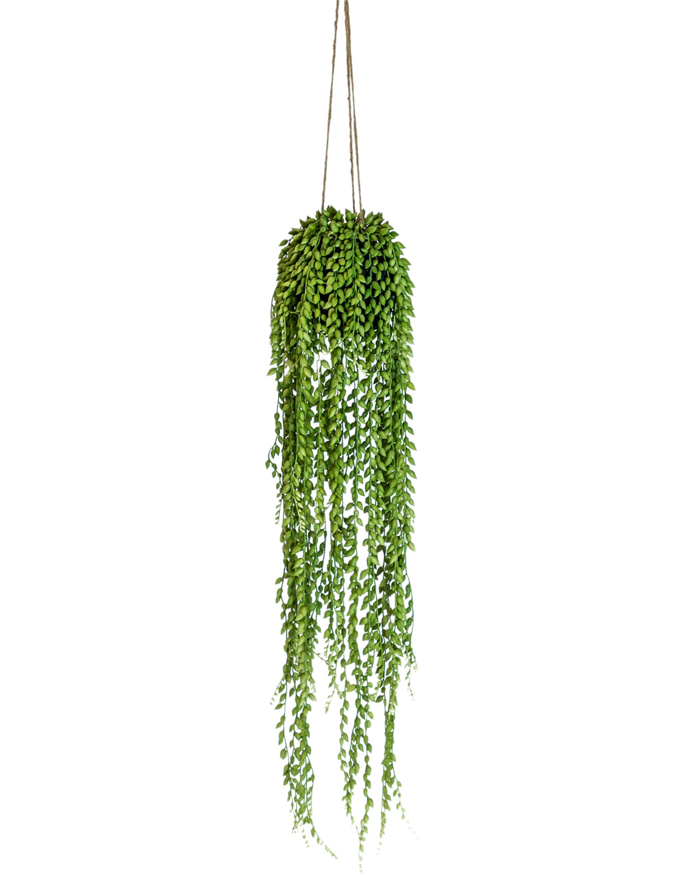 Ornamental Hanging String of Pearls Vine Arrangement
