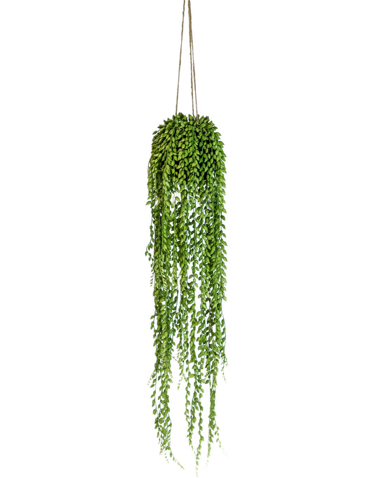 Ornamental Hanging String of Pearls Vine Arrangement