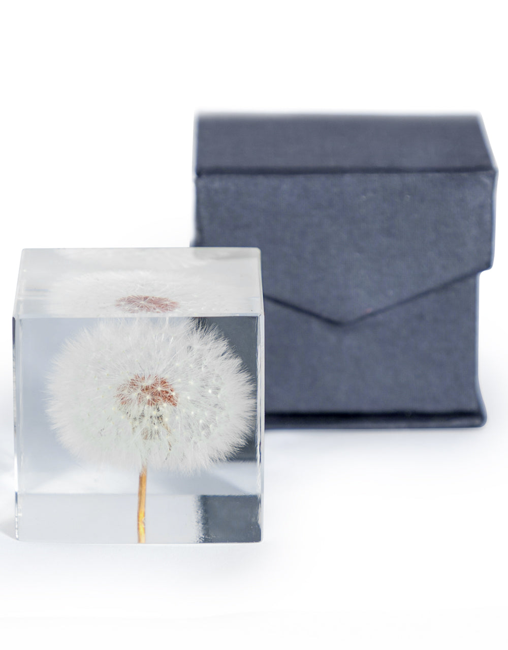 Square Acrylic Glass Real Dandelion Paperweight with Gift Box