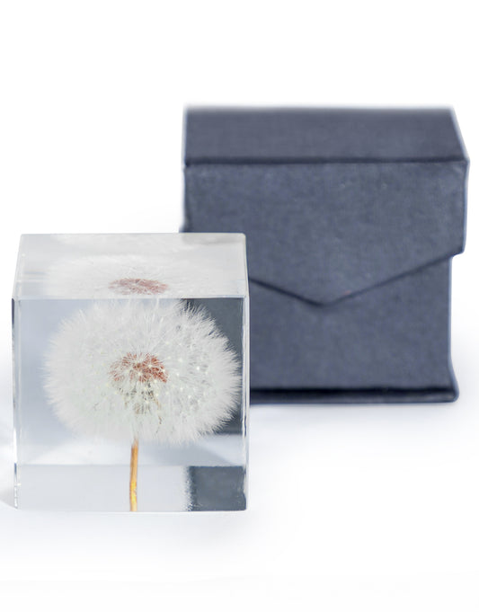 Square Acrylic Glass Real Dandelion Paperweight with Gift Box