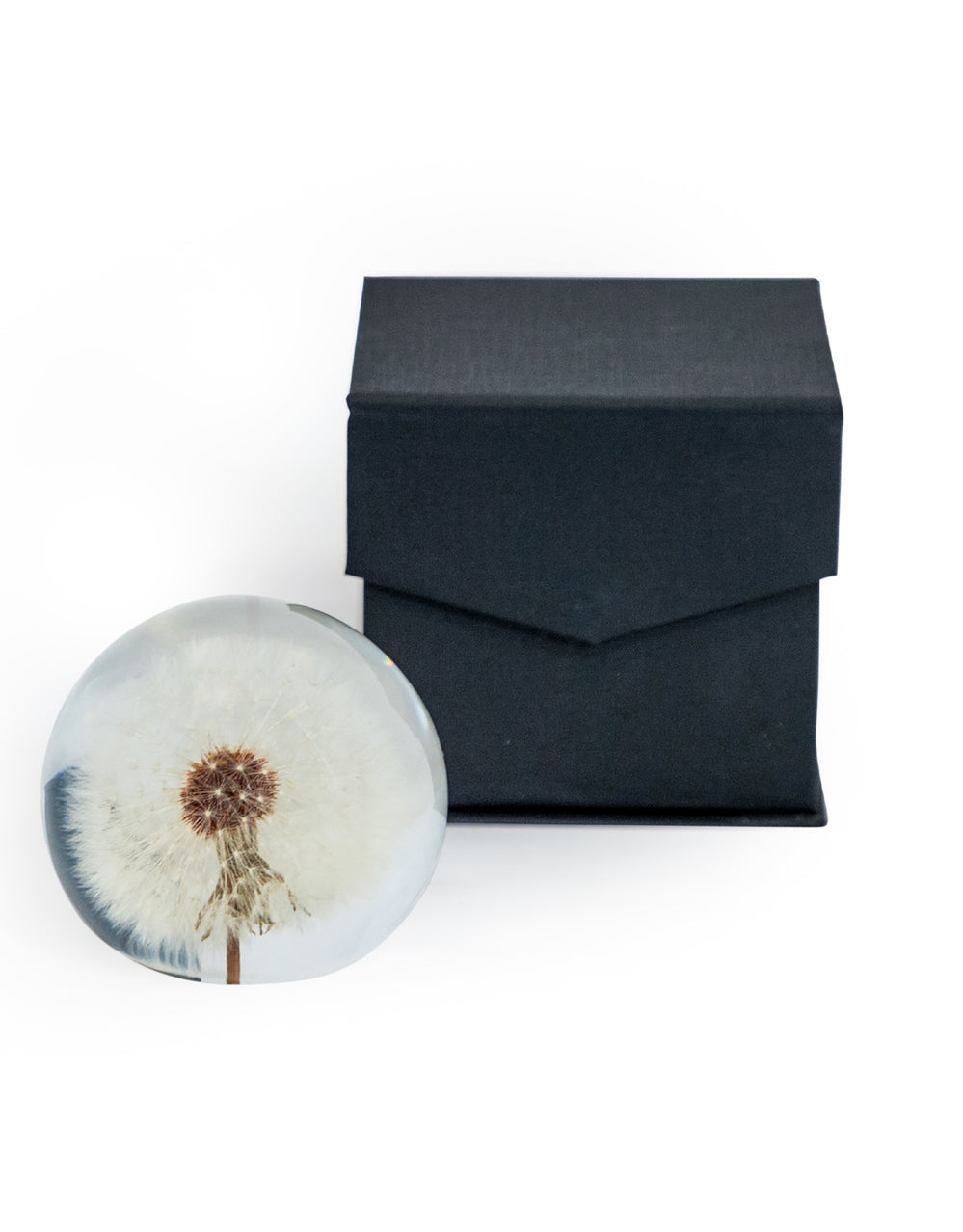 Large Round Acrylic Glass Real Dandelion Paperweight with Gift Box